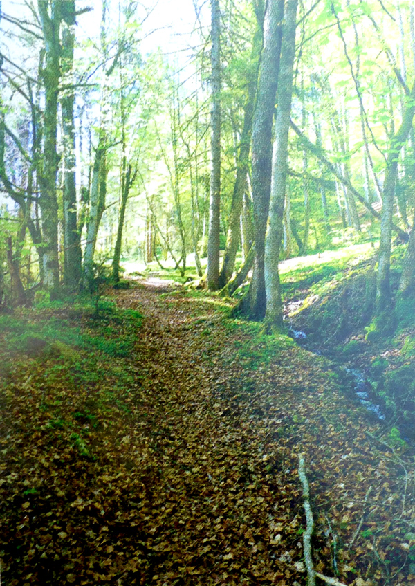 randonnee-morillon-foret